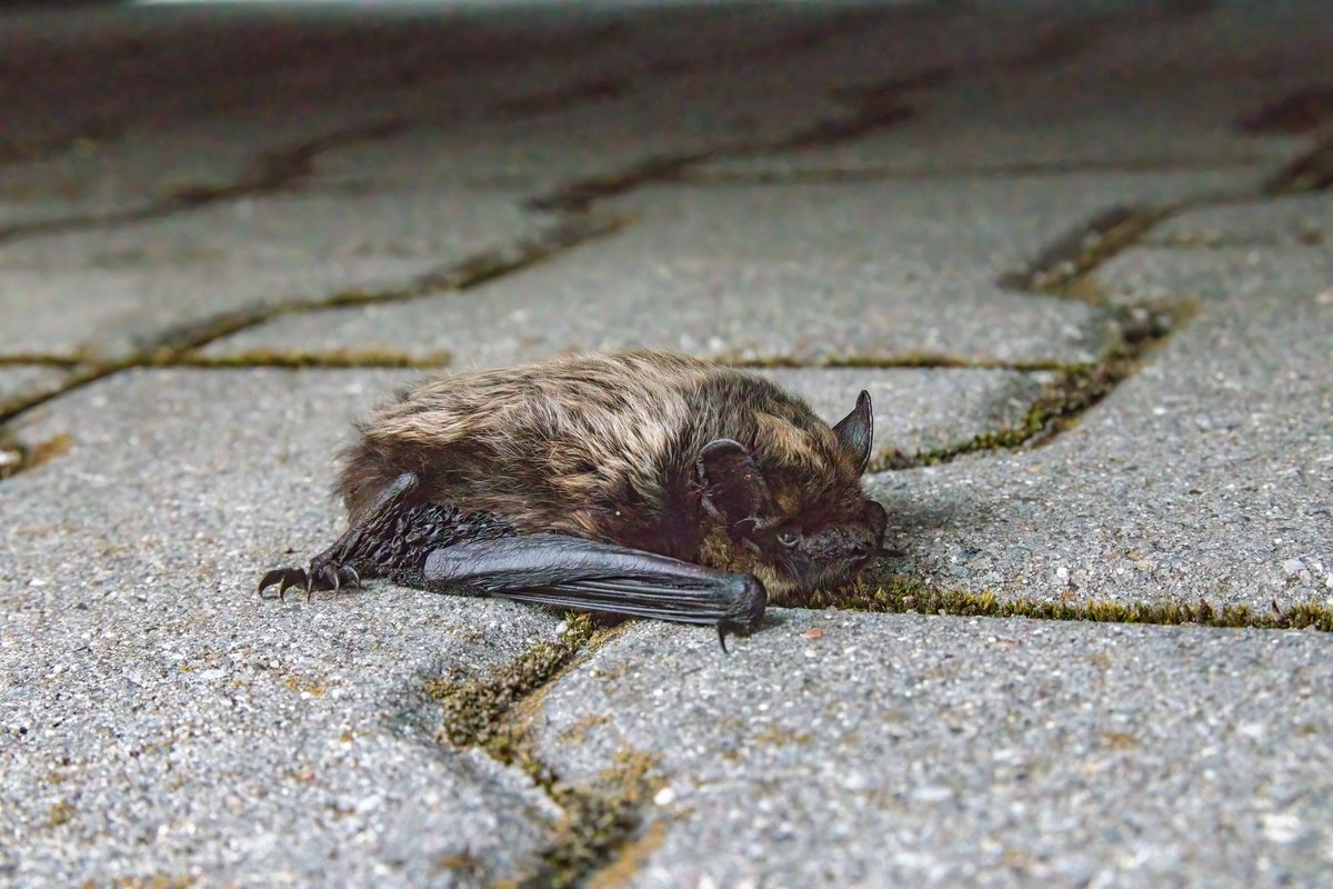 Woman sparks panicked search after touching rabid bat on Minneapolis street