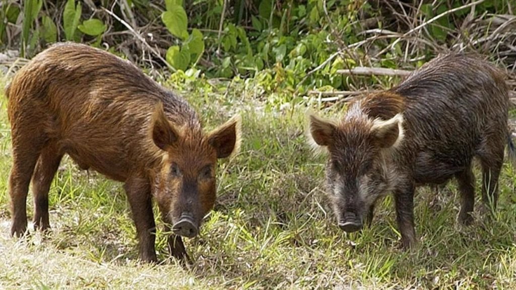 Wild Pigs Cause Fatal Accident for Marlow Man, 63, in Oklahoma