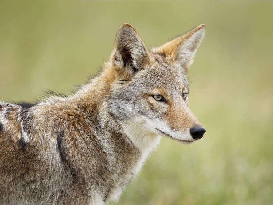 Coyote Attacks Toddler In LA Backyard, Neighbors Say Officials Were Warned: Reports