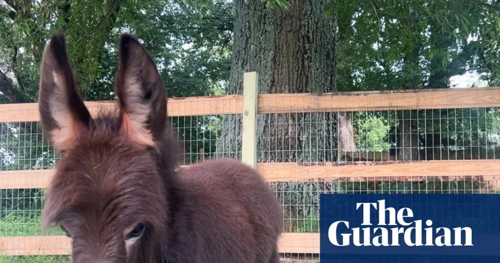 Georgia cop on leave after shooting family’s pet donkey