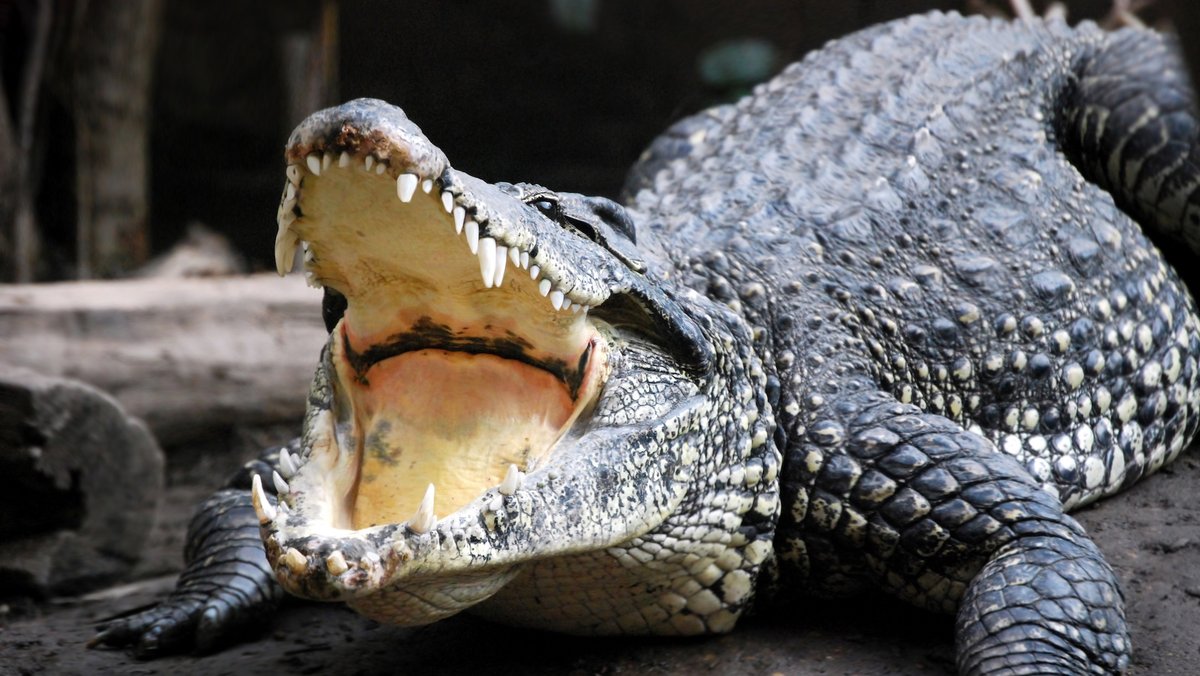 In Miami, a 15-foot crocodile killed a dog near shore, then came back toward its owner