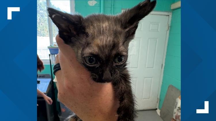 Woman arrested after cats found with knife wounds