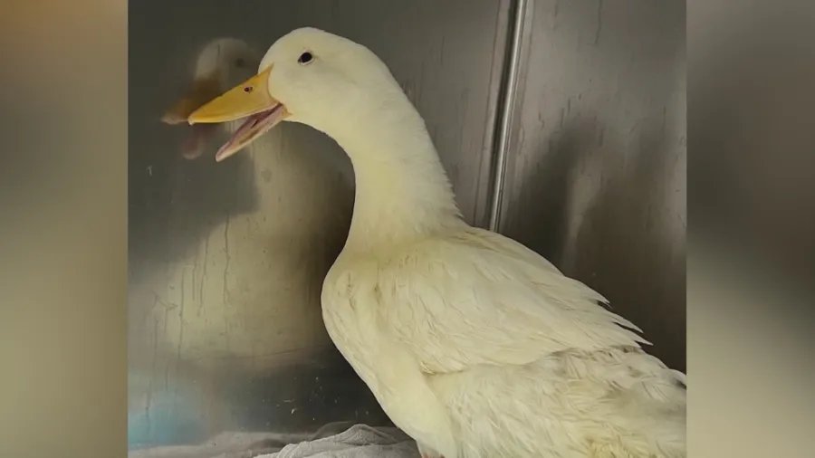 Pet ducks dumped at lake—one dies, why?