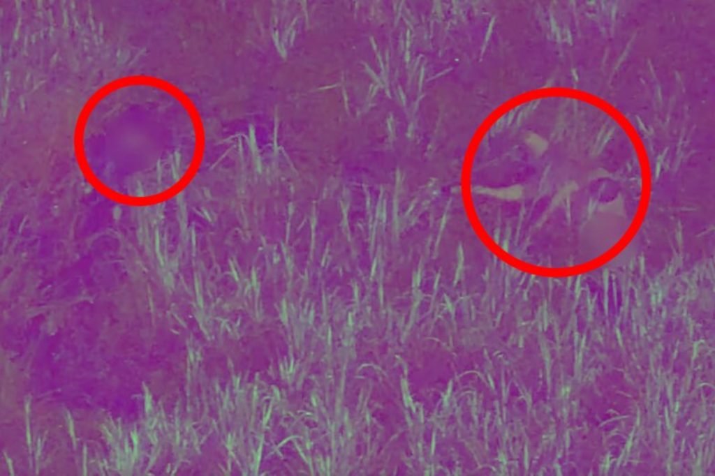 Dad Drops Kids in Alligator Swamp While Fleeing Cops