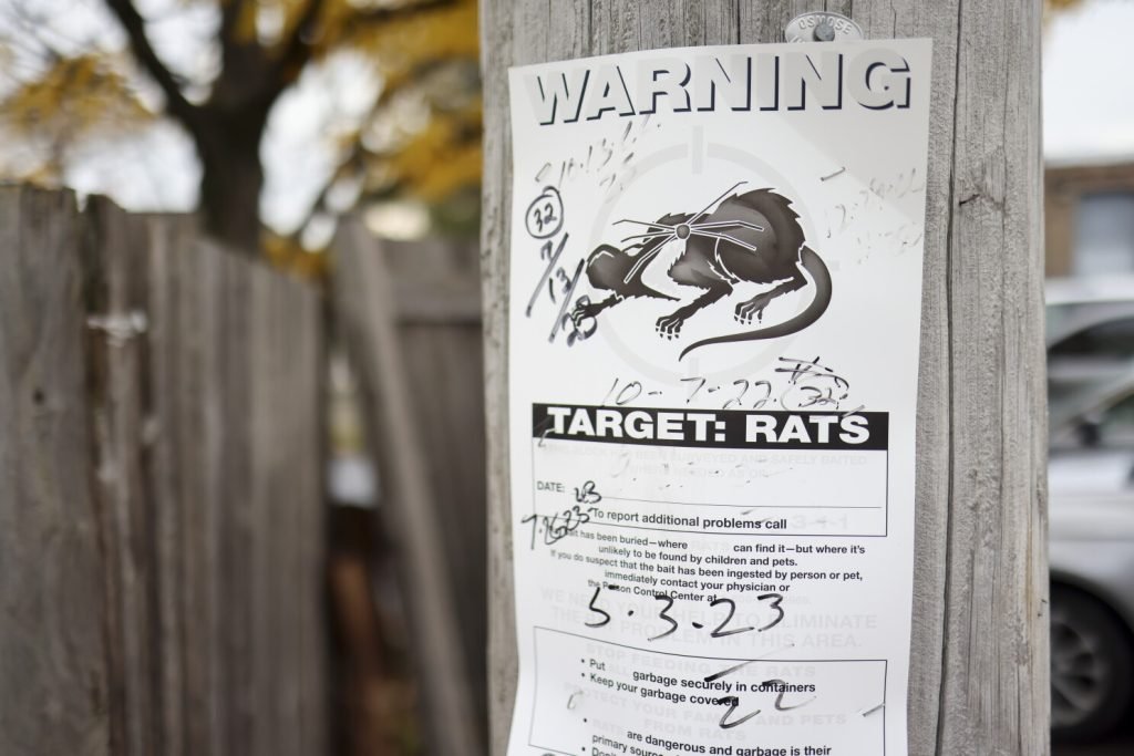 Chicago Inspector General Rejects Poison-Only Rat Strategy