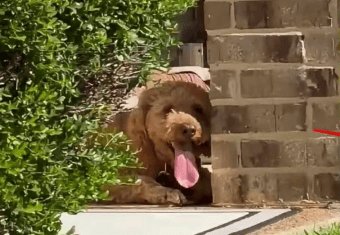 Dog dies after chained in Texas heat—15K demand answers