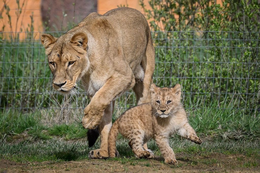 300-pound lioness on loose in Indiana