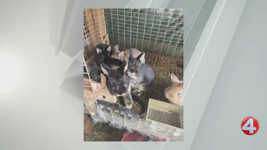 109 rabbits and 4 cats rescued from deplorable shed