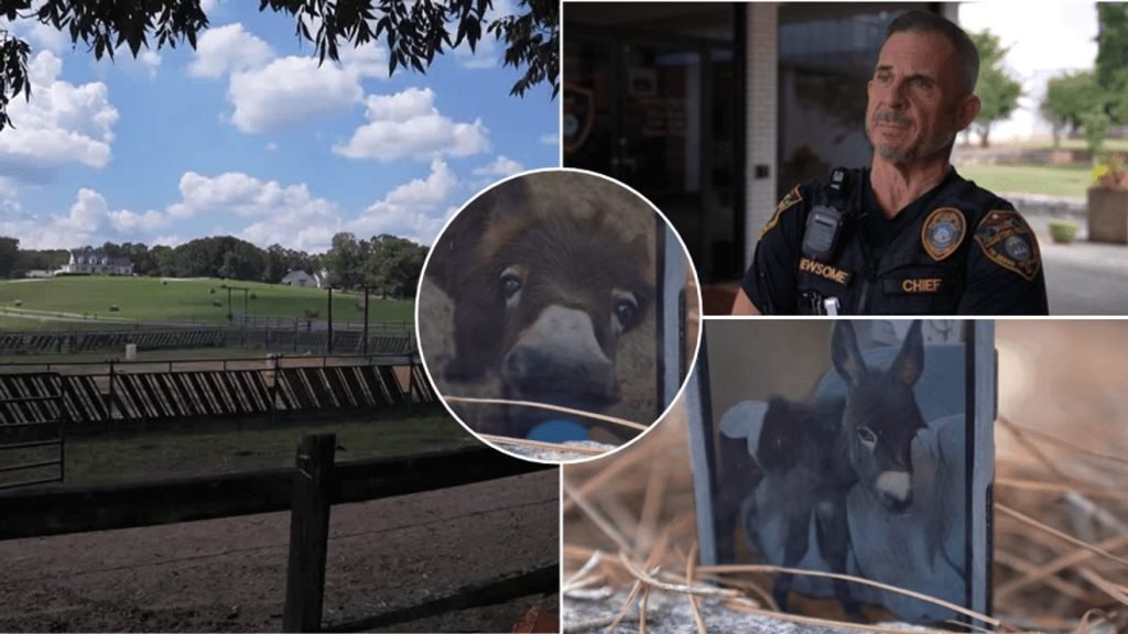 Officer Placed on Leave After Shooting Family’s Donkey