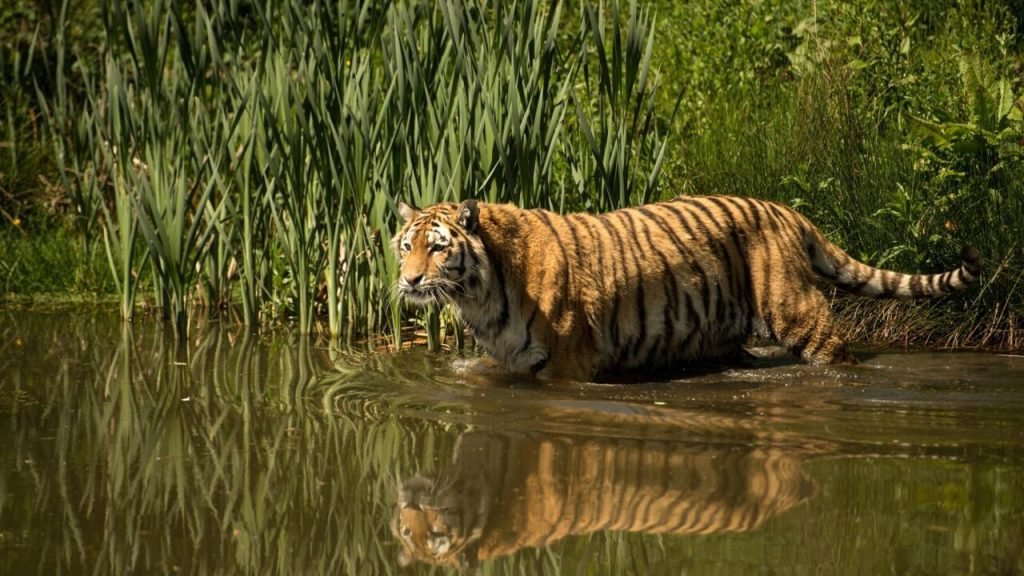Family Pleads for End to Viral Tiger Attack Video Circulation