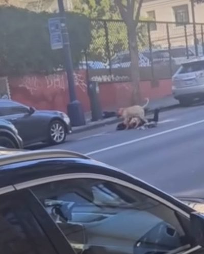 Pit bull mauls woman on San Francisco street: life-threatening injuries