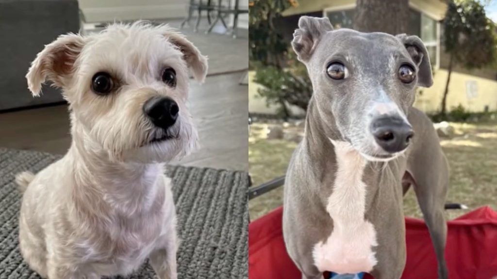 Man’s $50K Reward Leads to Arrest in Dog Carjacking