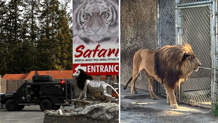 Safari Park Owner Sentenced for Neglecting 300+ Animals