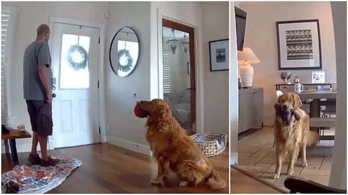US man breaks into stranger’s home, pet dog’s priorities are hilariously misplaced