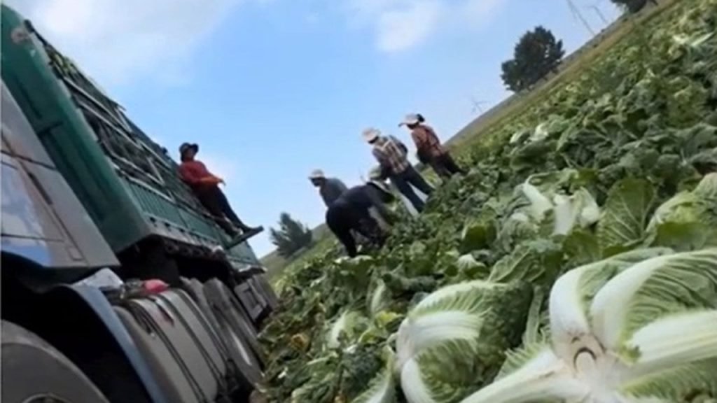 China Investigates Formaldehyde Use in Cabbage Amid Export Concerns