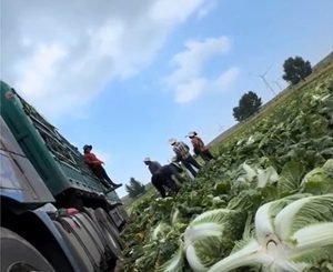 China Launches Nationwide Probe After Formaldehyde Cabbage Exposé