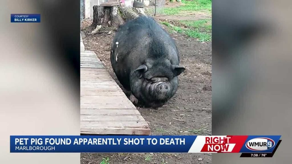 Pet pig shot and dumped on NH road