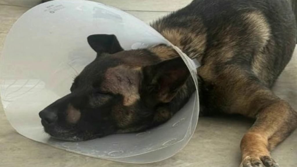 Sheriff’s K-9 Stabbed in Face During San Diego Burglary Arrest