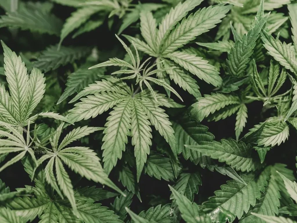 Connecticut Court Clears Way for Cannabis Zoning Deal
