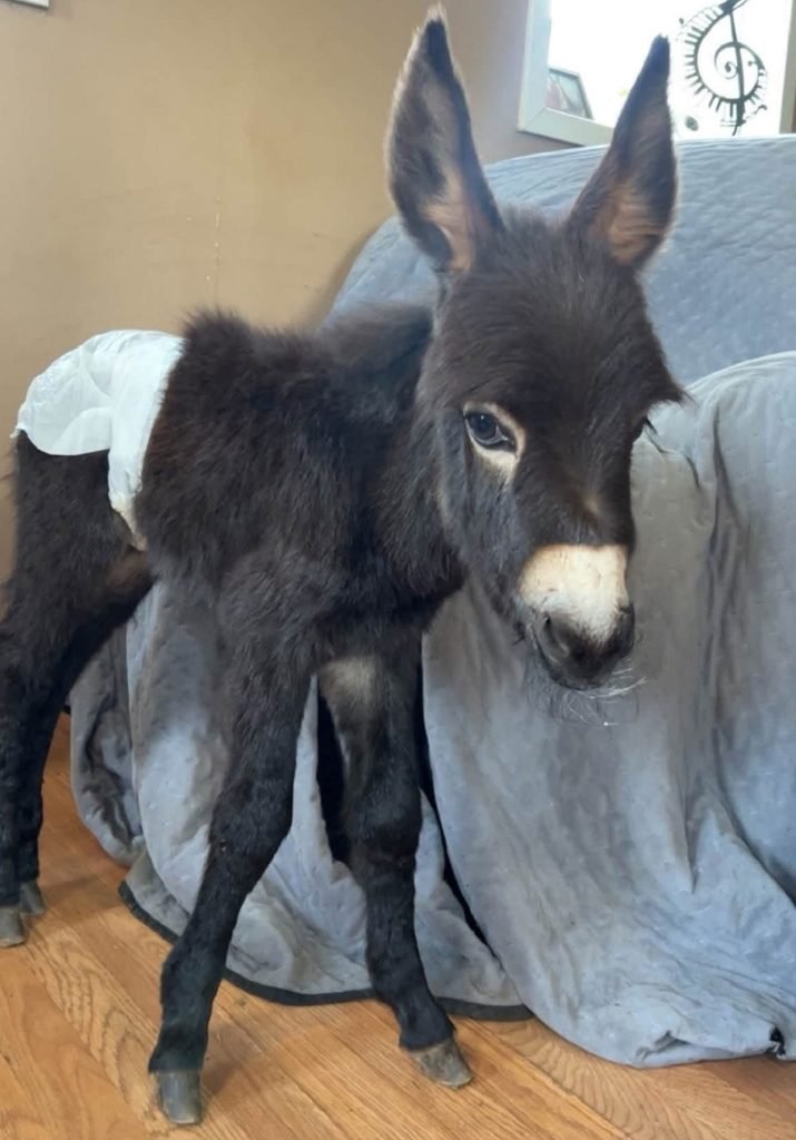 Georgia Officer Shoots Baby Donkey During Search