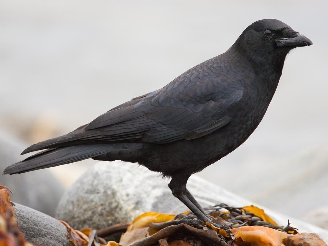 Bedminster's Center For Contemporary Art Hosts Crow Painting Workshop: How To Join