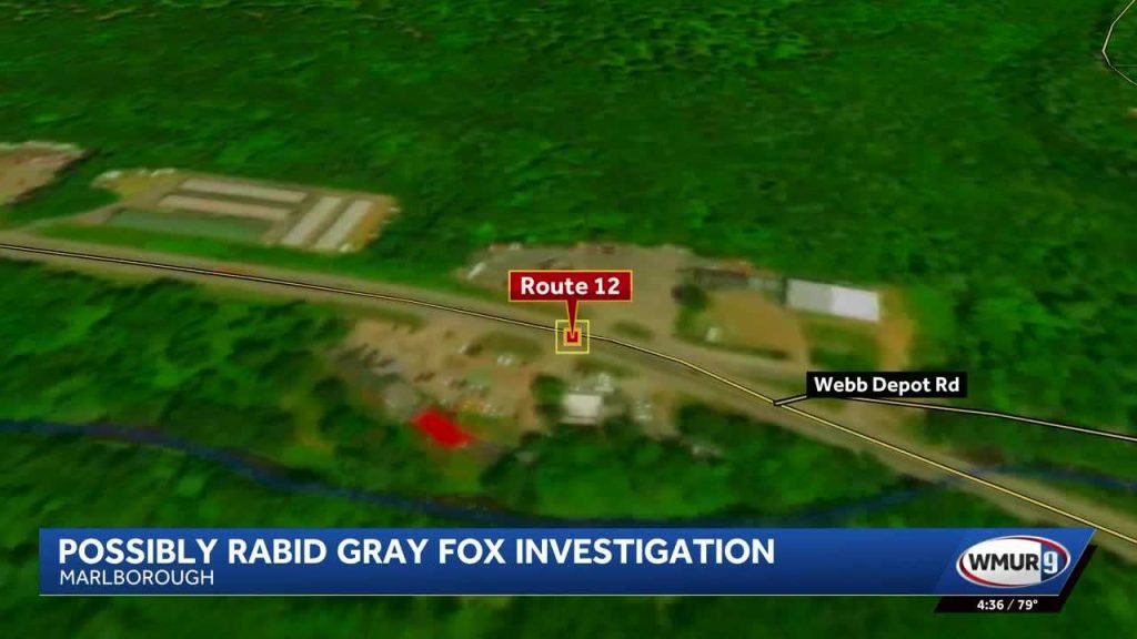 Caught on Camera: Fox attacks two people in Marlborough