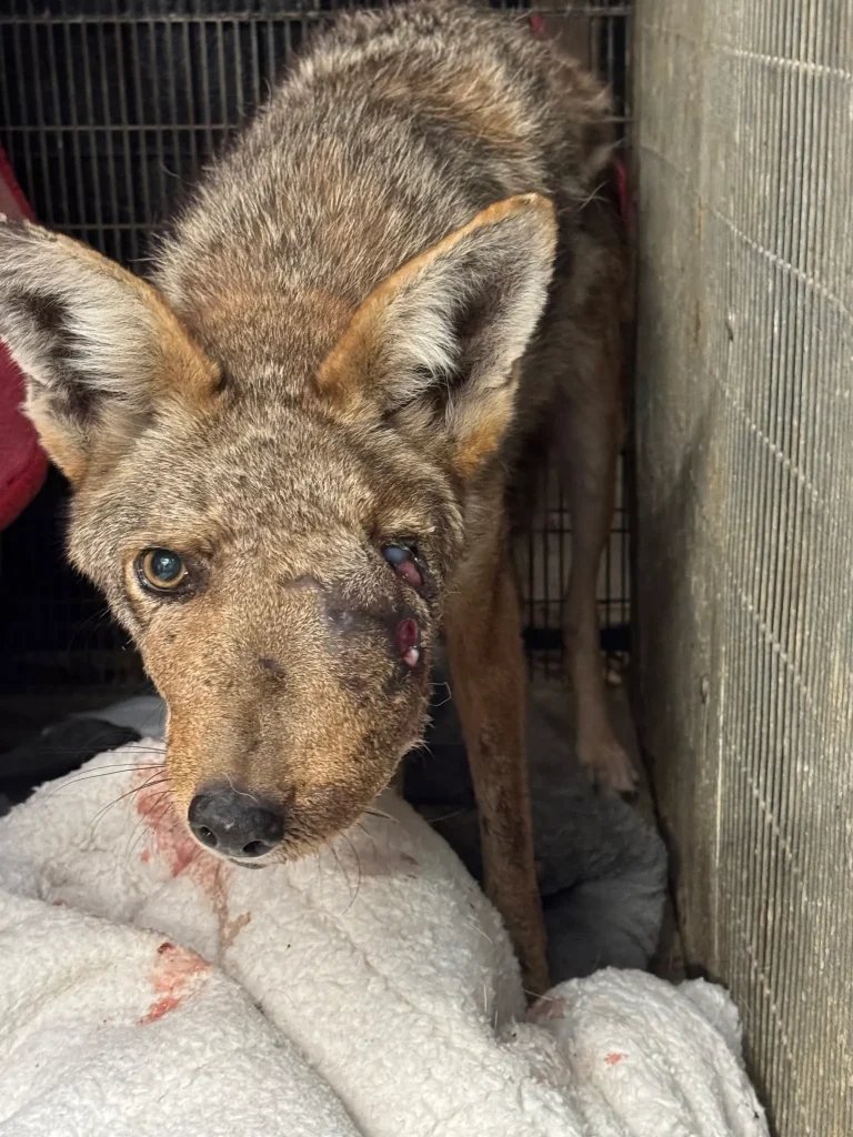 Famous deformed coyote shot with pellets, euthanized
