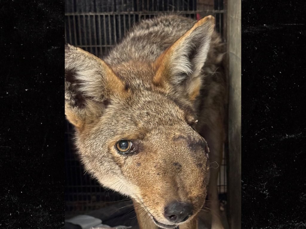 Beloved Coyote Shot in Face, Euthanized in Los Angeles