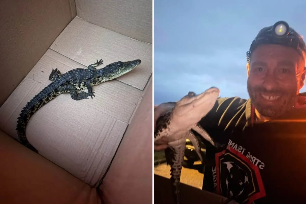 Nonprofit Offers $1K Reward for Crocodile Dumper on Long Island Trail