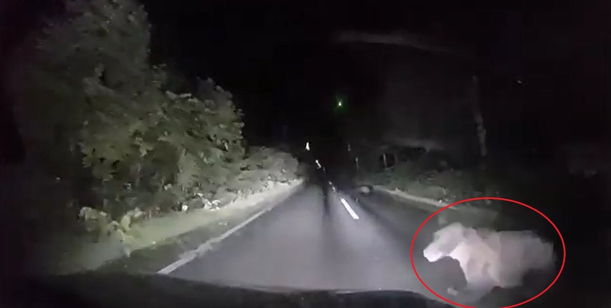 Terrifying moment bear springs from darkness to attack woman’s car as she’s trapped inside