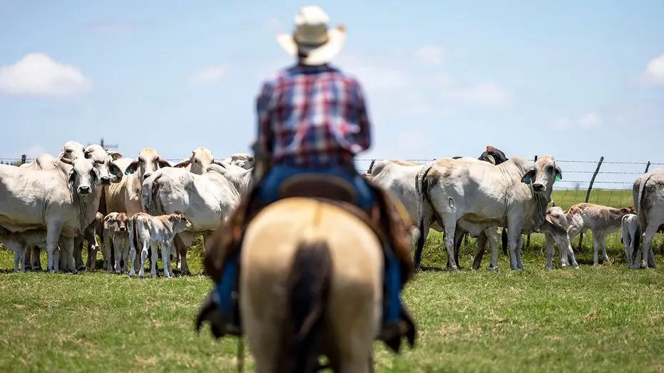 Trump’s Beef Import Order Divides His Own Party