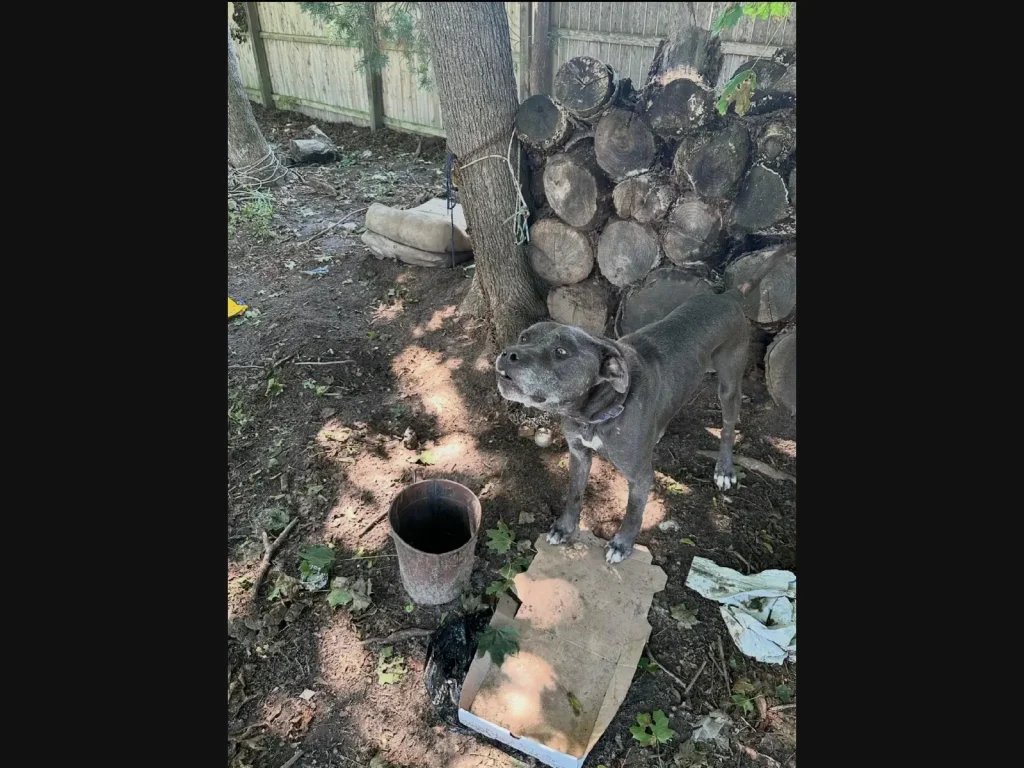 Dog Found Infested With Flies, Man Charged