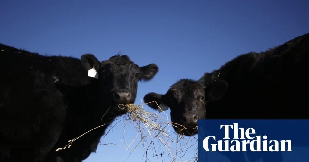 Trump Targets Meat Processing Monopoly; Plans New Rancher Rights