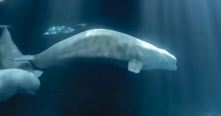 Peekachu the Beluga Dies at Shedd Aquarium After Health Decline