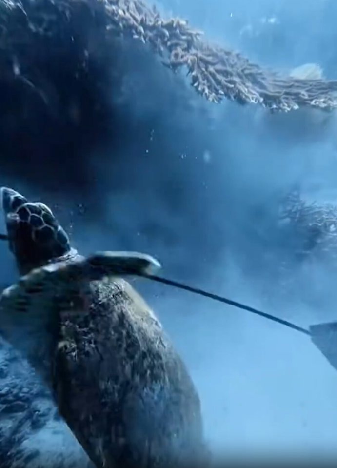Sick diver impales critically endangered turtle with speargun ...