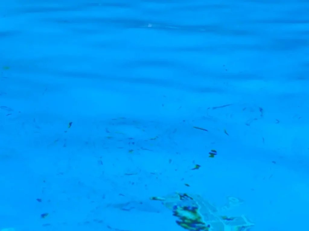 Pool party brawl draws police from 5 towns