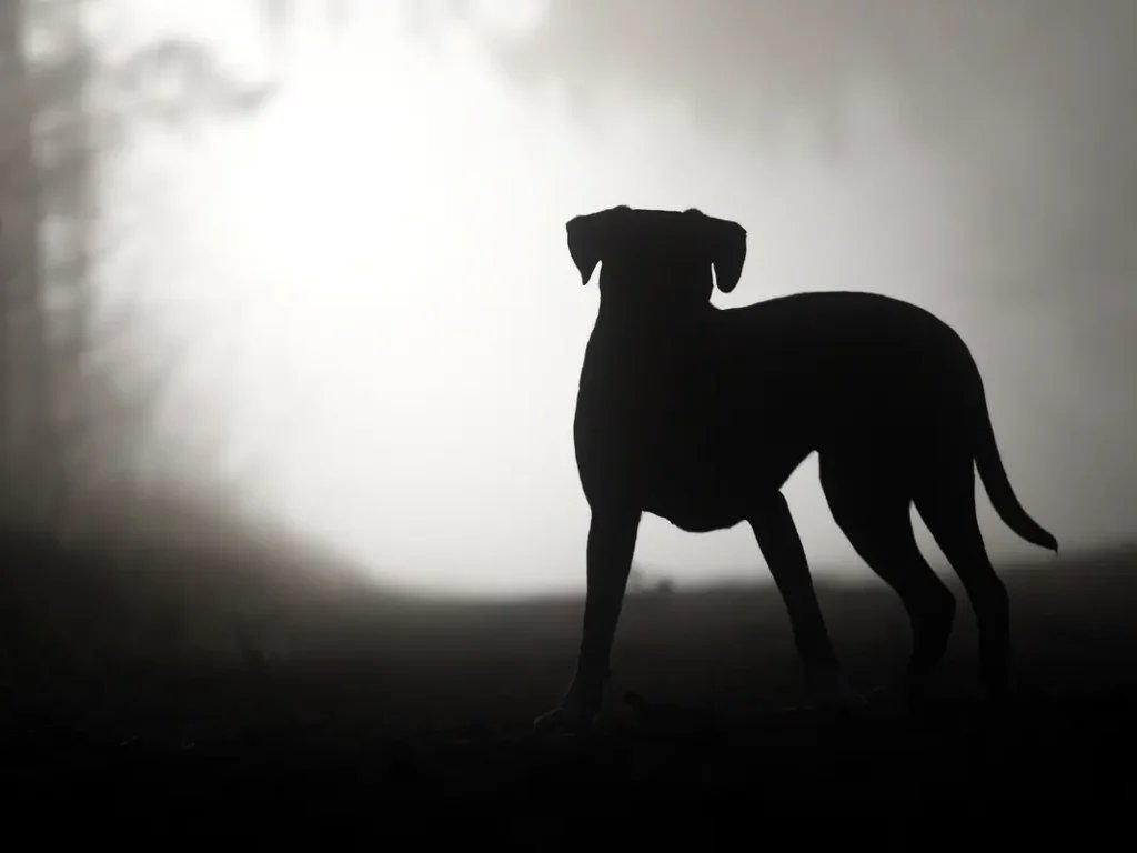 Pet resort owner charged after dog dies in hot van