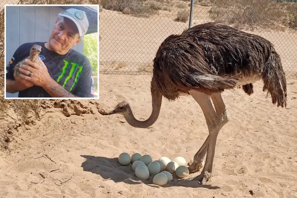 Someone’s shooting ostriches in the Mojave Desert