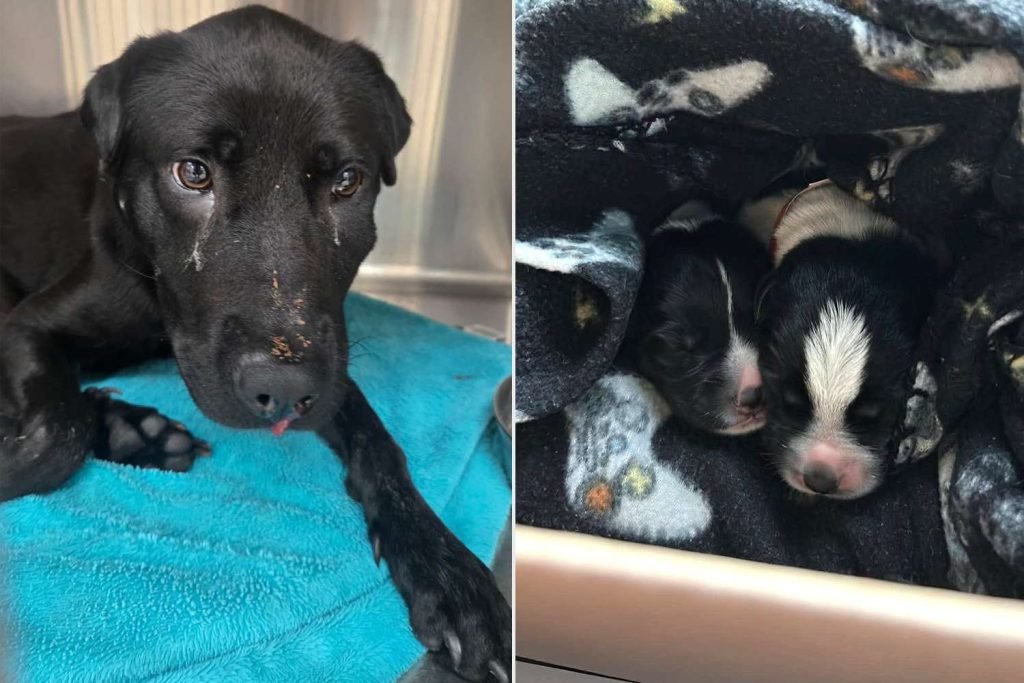 Ohio Dog Shot in Face Cares for Pups Before Rescue