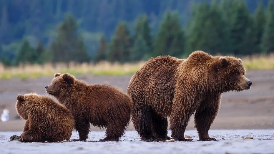 Burgum Gives Wyoming Power to Manage Grizzly Bears