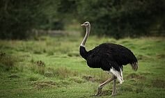 400-lb ostrich kills man on daughter’s farm