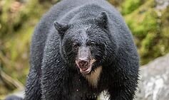Bear Climbed Tree to Attack Woman in Cabin