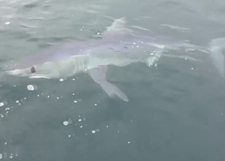 Dad and son ‘stalked’ by boat-eating shark near island