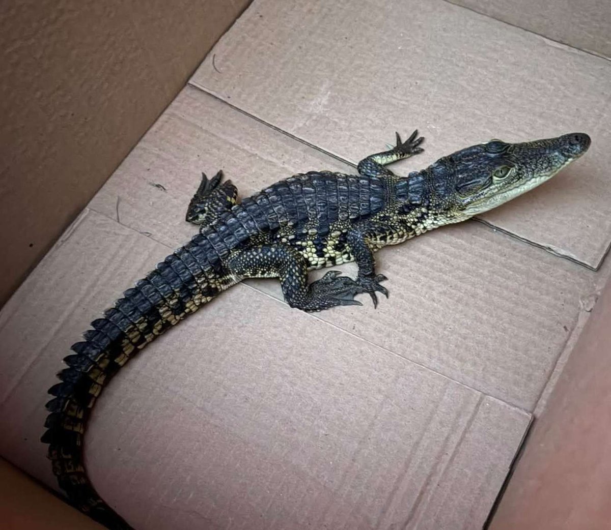 Crocodile Found ‘Abandoned’ on a Long Island Walking Path Sparks an Investigation — and a $1,000 Reward