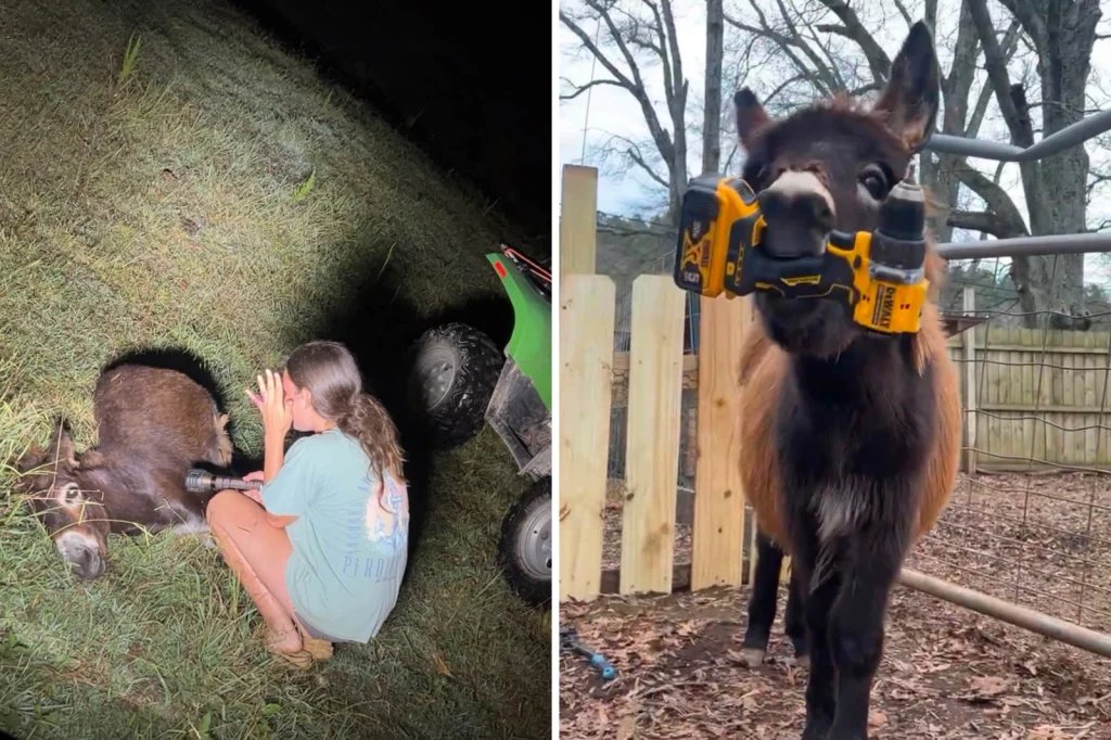 Police Shot a Donkey—4 Pets Killed Recently