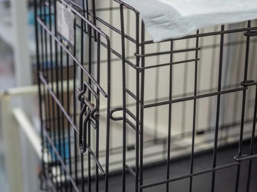 Man Charged After Dog Dies From Single Kick
