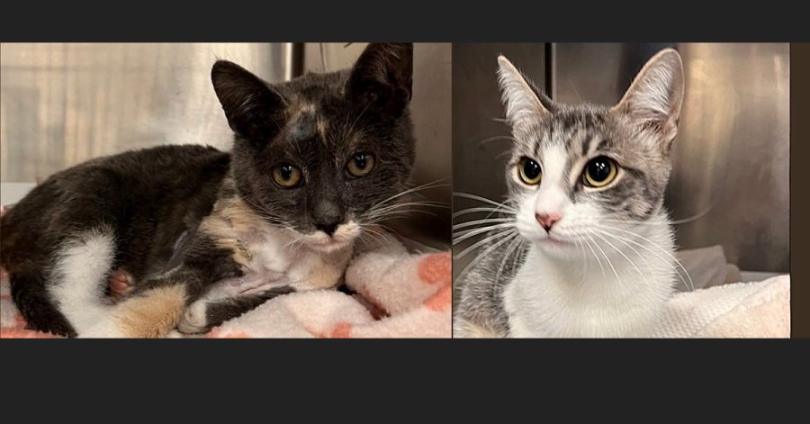 Two cats shot with pellet guns in San Jose