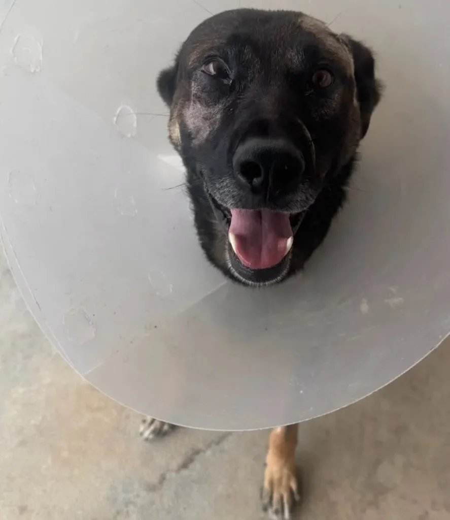 Police dog stabbed multiple times by burglar suspect