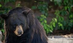 Bear breaks into home, kills 71-year-old woman