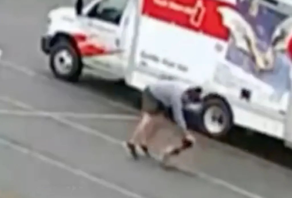 Mystery animal attacks 3 people in NH in 2 days